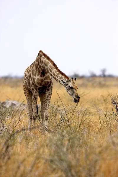 Girafe Giraffa Camelopardalis Dans Parc National Etosha Namibie — Photo