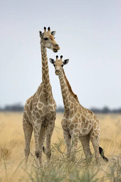 Zürafa Zürafa Zürafa Etkin Milli Parkı Namibia — Stok fotoğraf