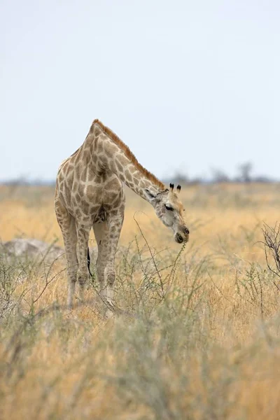Giraffe Giraffa Camelopardalis Etosha National Park Namibia Royalty Free Stock Photos