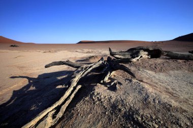 ölü ağaçlar kuru göl Sossusvlei, Namibia