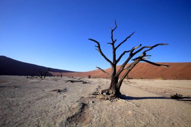 ölü ağaçlar kuru göl Sossusvlei, Namibia