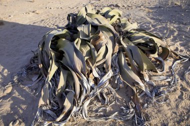 çok nadir Welwitschia mirabilis, merkezi Namibya