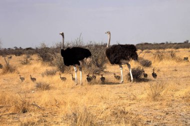 Çift Afrikalı devekuşu civciv, etkin Milli Parkı, Namibya ile
