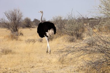 Çift Afrikalı devekuşu civciv, etkin Milli Parkı, Namibya ile