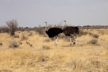 Çift Afrikalı devekuşu civciv, etkin Milli Parkı, Namibya ile