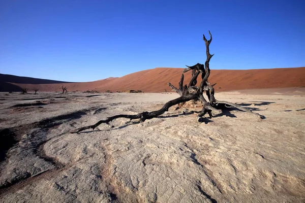 乾燥湖ソーサス フライ ナミビアの枯れ木 — ストック写真