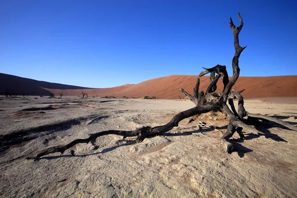 Arbres Morts Dans Lac Sec Sossusvlei Namibie — Photo