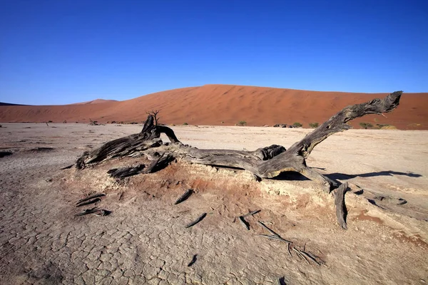 Мертві Дерева Сухий Озеро Sossusvlei Намібія — стокове фото