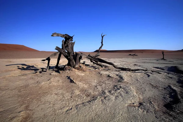 Dead Trees Dry Lake Sossusvlei Namibia — Stock Photo, Image