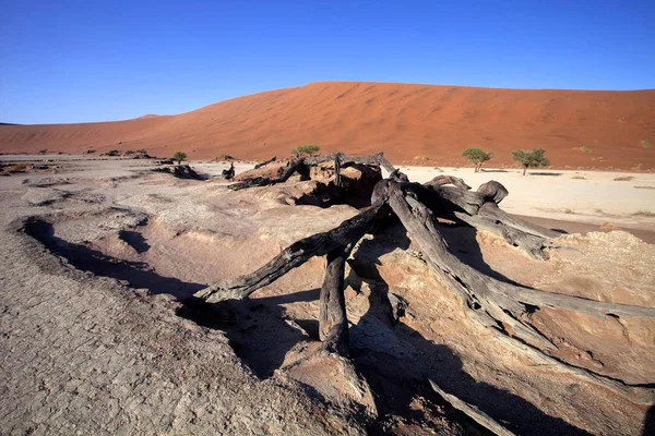 dead trees  in the dry lake Sossusvlei, Namibia