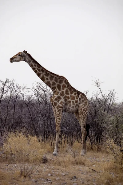 Girafe Giraffa Camelopardalis Dans Brousse Namibie — Photo