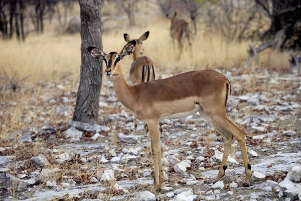 Černý Stál Před Impala Aepyceros Melampus Petersi Buši Namibie — Stock fotografie