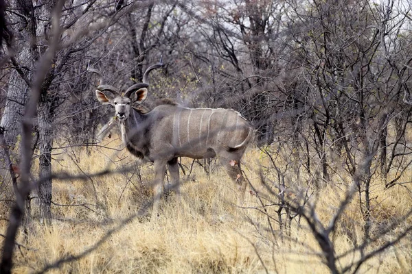 Mannelijke Grote Koedoe Tragelaphus Strepsiceros Het Etosha National Park Namibië — Stockfoto