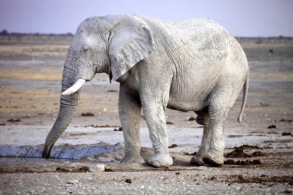 Afrikanischer Elefant Aus Schmutzigem Weißen Lehm Wasserloch Etoscha Nationalpark Namibia — Stockfoto