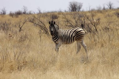Damara zebra, Equus burchelli antiquorum, Bush Namibya