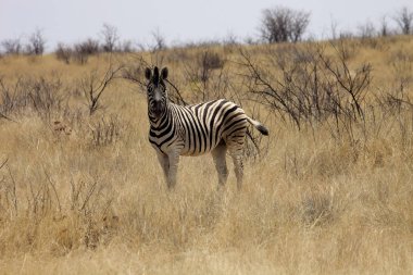 Damara zebra, Equus burchelli antiquorum, Bush Namibya