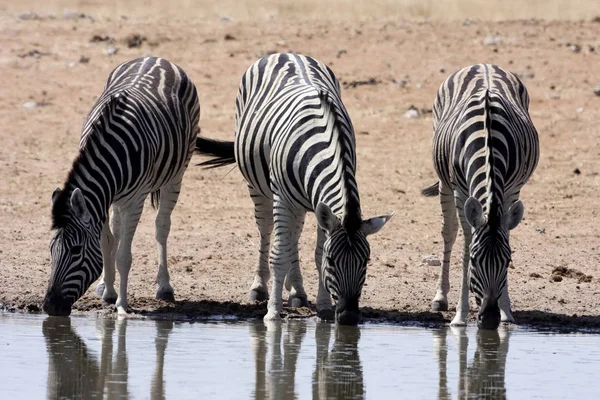 Damara Zebra Equus Burchelli Antiquorum Buraco Água Namíbia — Fotografia de Stock