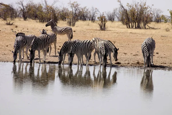 Damara Zebra Equus Burchelli Antiquorum Buraco Água Namíbia — Fotografia de Stock