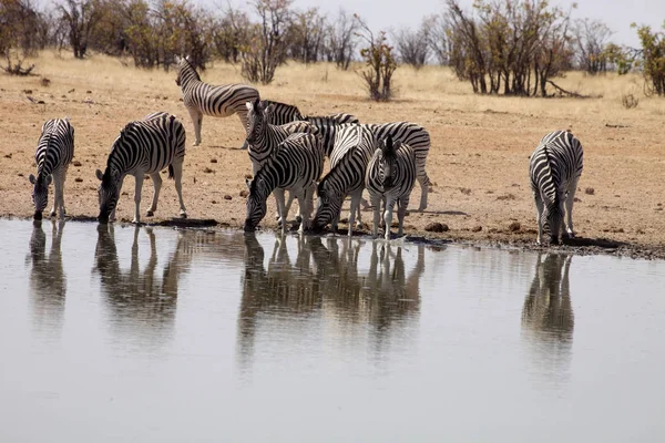 Damara Zebra Equus Burchelli Antiquorum Presso Pozza Acqua Namibia — Foto Stock