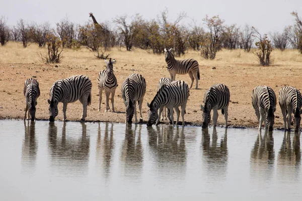 Alárió Zebra Equus Burchelli Antiquorumot Például Víznyelő Namíbia — Stock Fotó