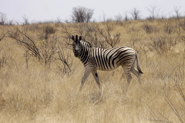 Alárió Zebra Equus Burchelli Antiquorumot Bokor Namíbia — Stock Fotó