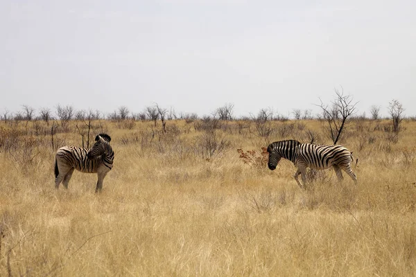 Damara Zebra Equus Burchelli Antiquorum Arbusto Namibia — Foto de Stock