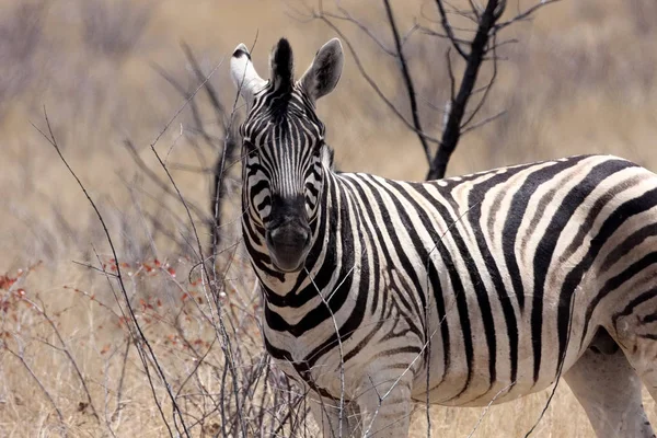 Damara Zebra Equus Burchelli Antiquorum Dans Brousse Namibie — Photo