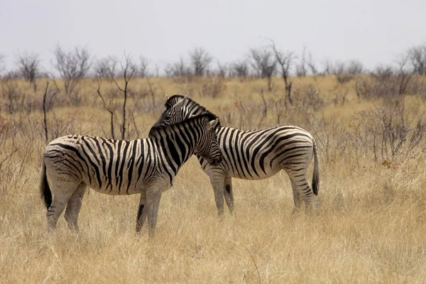 Damarský Zebra Equus Burchelli Antiquorum Buši Namibie — Stock fotografie