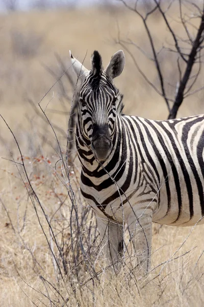 Damara Zebra Equus Burchelli Antiquorum Arbusto Namibia —  Fotos de Stock