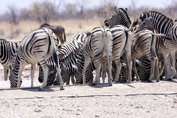 Damara Zebra Equus Burchelli Antiquorum Buraco Água Namíbia — Fotografia de Stock