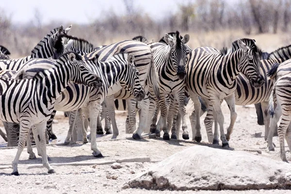Damara Zebra Equus Burchelli Antiquorum Waterhole Namibia — Zdjęcie stockowe