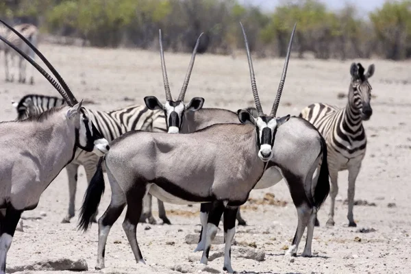 Gemsbok 나미비아 부시가 오릭스 — 스톡 사진