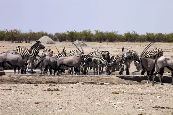 Damara Zebra Equus Burchelli Antiquorum Gemsbok Oryx Gazelle Eat Waterhole — Stock Photo, Image