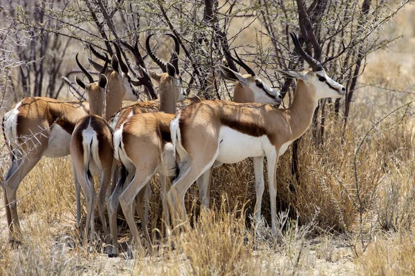 Springbok Antidorcas Marsupialis Den Namibiska Bushen — Stockfoto