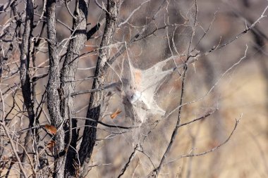 örümcek ağı ya da bir mucize doğanın, Namibya