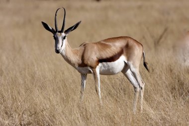Springbok, Namibya Bush Antidorcas marsupialis
