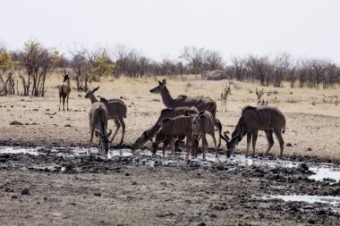 Grup büyük kudu, yayılım gösterir: strepsiceros ziyarette200, Namibya
