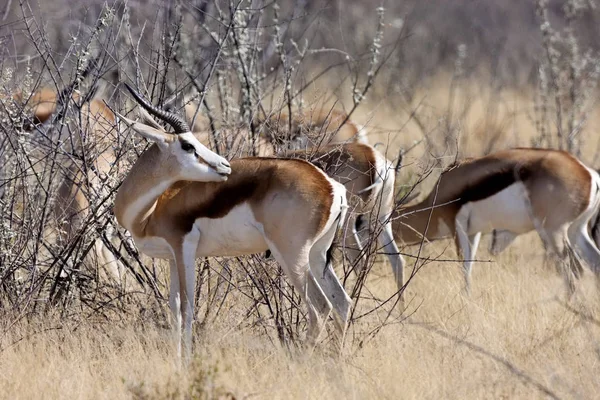 Springbok Antidorcas Marsupialis Den Namibiska Bushen — Stockfoto