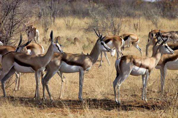 Springbok Antidorcas Marsupialis Namíbiai Bokor — Stock Fotó