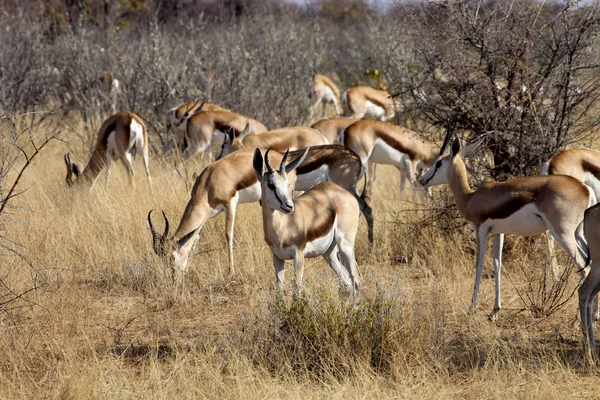 Springbock Antidorcas Marsupialis Namibischen Busch — Stockfoto