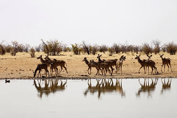 Grupo Greater Kudu Tragelaphus Strepsiceros Abrevadero Namibia — Foto de Stock