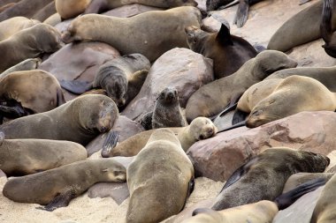 Kahverengi kürk mühür koloniler halinde ön plan genç cros Cape, Namibya
