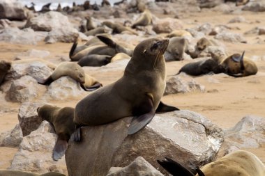 Kahverengi kürk mühür kolonilerde Cape Cross, Namibya