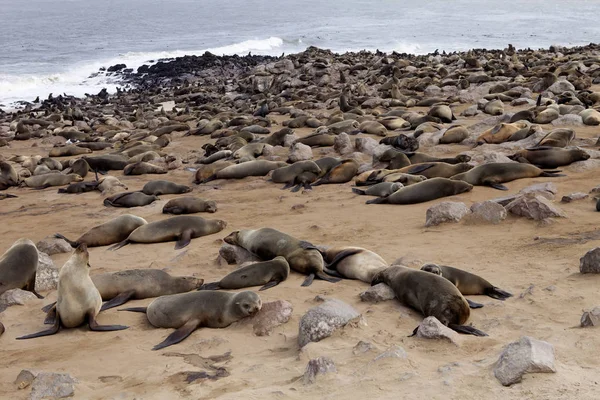 Colonias Focas Piel Marrón Primer Plano Jóvenes Cros Cape Namibia — Foto de Stock