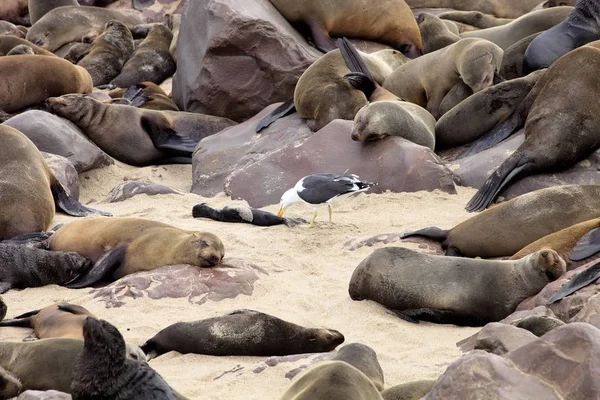 Colonias Focas Piel Marrón Primer Plano Jóvenes Cros Cape Namibia — Foto de Stock