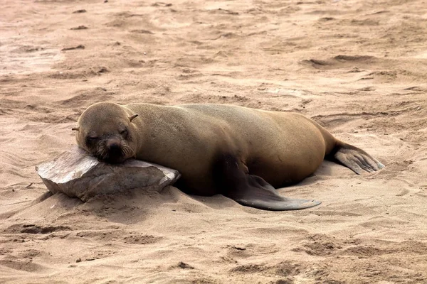 Brun Päls Seal Kolonier Förgrunden Unga Cros Cape Namibia — Stockfoto