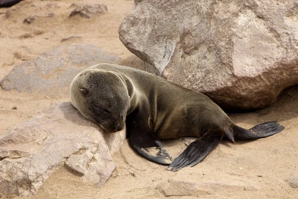 Bébé Otarie Brune Colonies Cape Cross Namibie — Photo