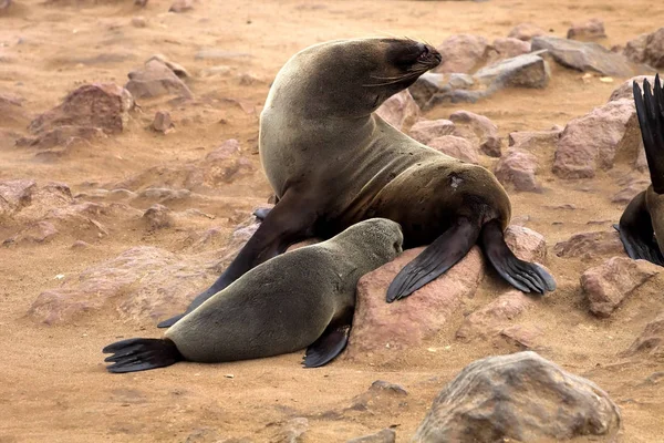 Коричневый Тюлень Мыс Крос Намибия — стоковое фото