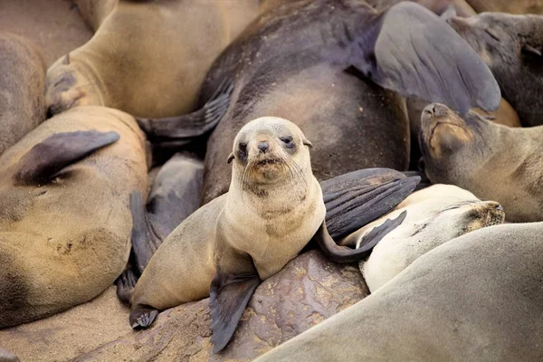 Bebé Foca Piel Marrón Colonias Cape Cross Namibia — Foto de Stock