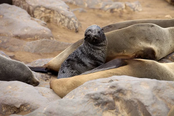 Cachorro Recién Nacido Foca Piel Marrón Colonias Cape Cross Namibia — Foto de Stock